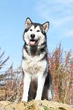 ALASKAN MALAMUTE 046
